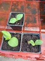 Roze Banaan pompoen, Tuin en Terras, Planten | Tuinplanten, Ophalen