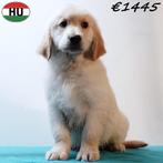 Golden Retriever - schitterend pups te koop, Dieren en Toebehoren, Golden retriever, 15 weken tot 1 jaar, Handelaar, Buitenland