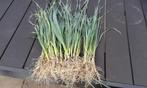 winterprei planten, Tuin en Terras, Ophalen of Verzenden