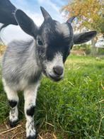 Blauw bont geiten bokje, Dieren en Toebehoren, Schapen, Geiten en Varkens, Mannelijk, Geit, 0 tot 2 jaar