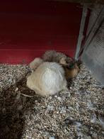 Zijdehoenders, Dieren en Toebehoren, Kip