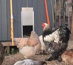 Brahma hen en haan samen weg, Plusieurs animaux, Poule ou poulet