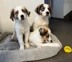 border collie x Sint Bernard pups ( geweldige karakters), Dieren en Toebehoren, België, CDV (hondenziekte), 8 tot 15 weken, Collie