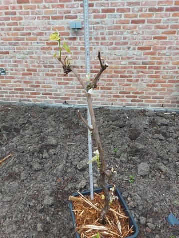 pitloze druivelaar blauw, Tuin en Terras, Ophalen