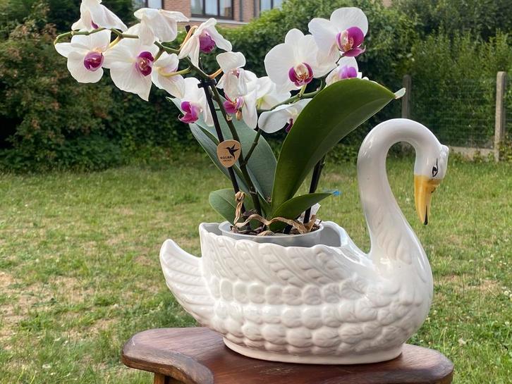 Keramische decoratieve pot met witte zwaan, Tuin en Terras, Bloempotten, Zo goed als nieuw, Ophalen of Verzenden