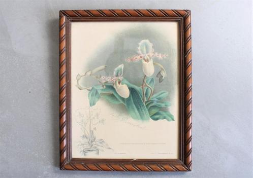 litho van orchidee, 19de eeuw, Antiek en Kunst, Kunst | Litho's en Zeefdrukken, Ophalen of Verzenden