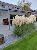 Cortaderia selloana-Pampasgras, Tuin en Terras, Ophalen, Winter