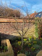 Grote japanse esdoorn, Ophalen