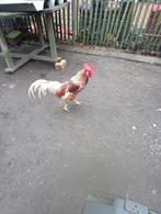 1 bonte leghorn haan 5€., Dieren en Toebehoren, Mannelijk, Kip