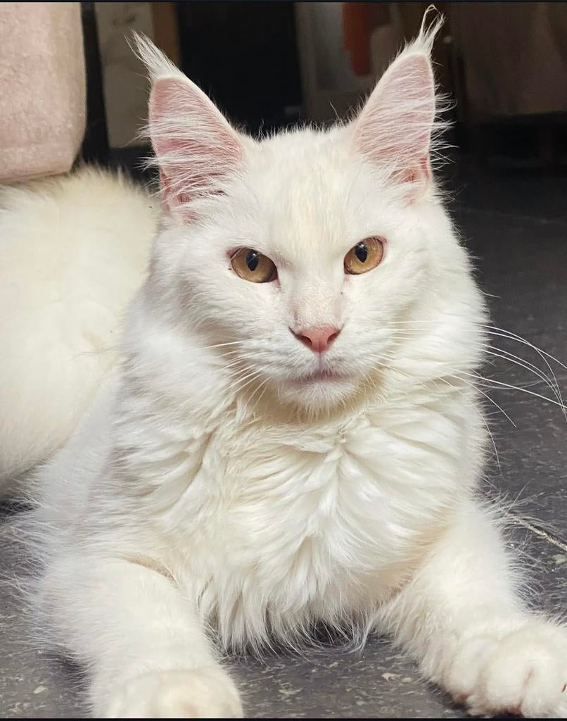 MaineCoon, Poes, Met stamboom, 0 tot 2 jaar