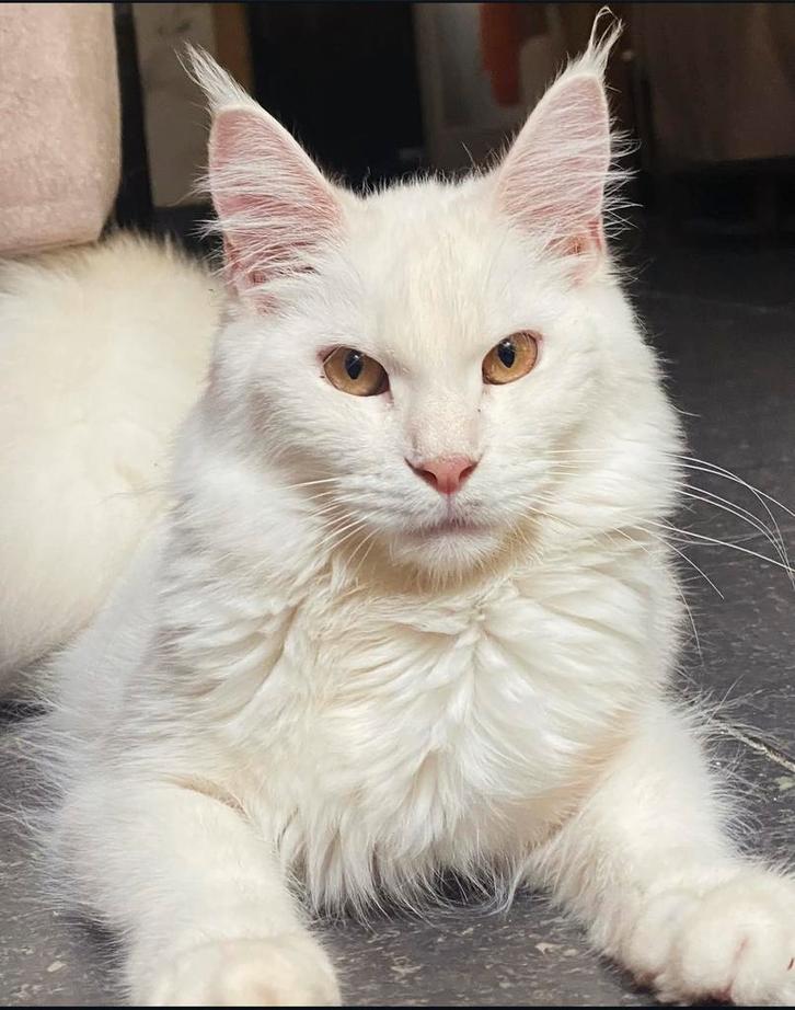 MaineCoon, Dieren en Toebehoren, Katten en Kittens | Raskatten | Langhaar, Poes, 0 tot 2 jaar, Met stamboom, Gechipt, Ontwormd