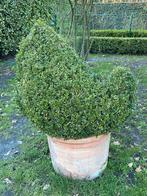 Verschillende planten in mooie vormen, Tuin en Terras, Ophalen, Buxus