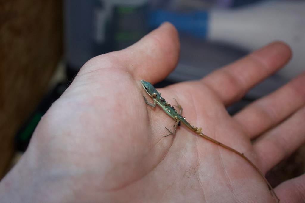 Takydromus smagardinus juvénile, Animaux & Accessoires, Reptiles & Amphibiens, Lézard, Domestique, 0 à 2 ans