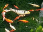 Koi vissen, Dieren en Toebehoren, Vissen | Vijvervissen, Karper of Koi