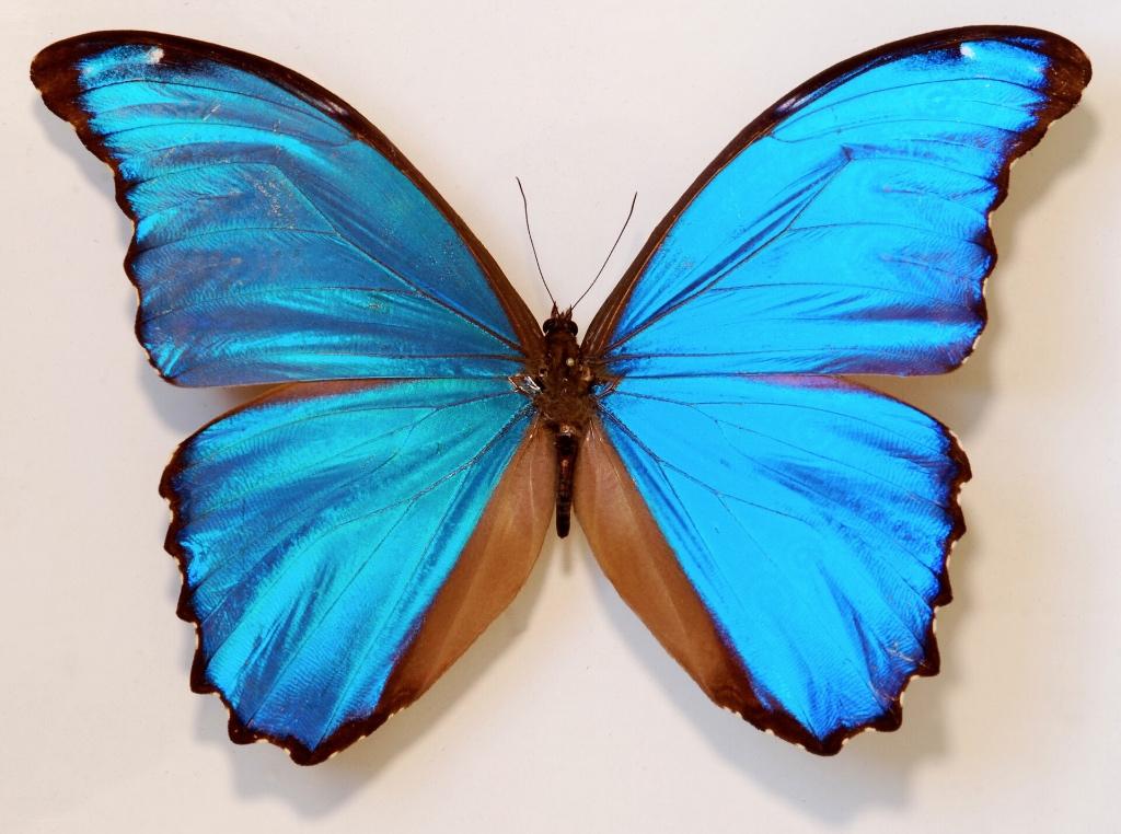 Beau papillon séché (Morpho Didius), Collections, Collections Animaux, Neuf, Animal empaillé, Animal sauvage, Enlèvement ou Envoi