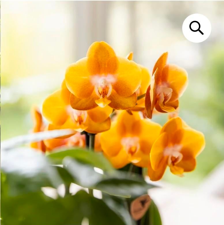 Betrouwbare en discrete Poetshulp gezocht (3660 Opglabbeek), Vacatures, Vacatures | Schoonmaak en Facilitaire diensten, Overige uren