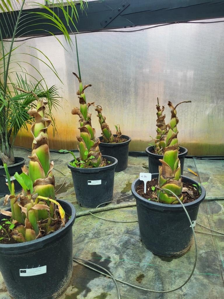 Musella lasiocarpa, hauteur 120/140, Enlèvement