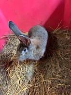 Vlaamse reus voedster 2j oud, Animaux & Accessoires, Femelle, Grand, 0 à 2 ans