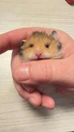 Hamster dore Syrische langharige hamster angora, Hamster, Février, Domestique, Femelle