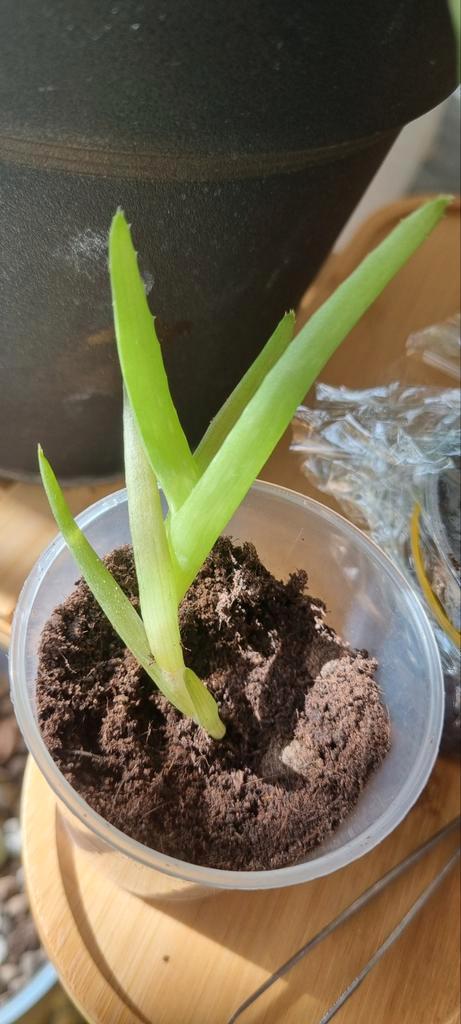 Aloe verra tout juste d'être rempoté, Maison & Meubles, Plantes d'intérieur, Enlèvement ou Envoi