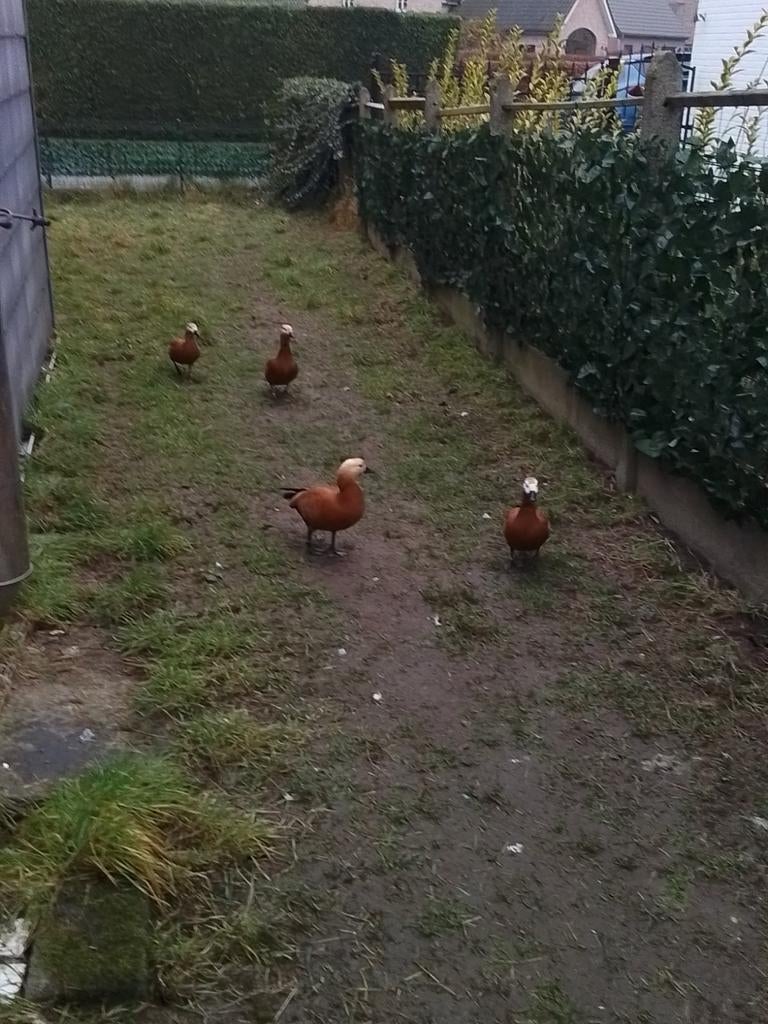 Rode casarcas Tekoop  5  rode casarcas   liefst tesamen, Dieren en Toebehoren, Pluimvee, Eend