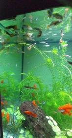 Guppy's en Endler visjes