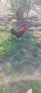 Gratis haantje - 1 jaar oud, Dieren en Toebehoren, Pluimvee