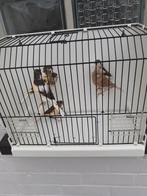 kanaries, Dieren en Toebehoren, Vogels | Kanaries, Postuurkanarie