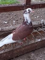 Takla Jong mooi duiven 30€stuk, Dieren en Toebehoren, Vogels | Duiven