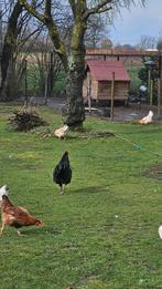 Australorp hanen, Dieren en Toebehoren, Pluimvee