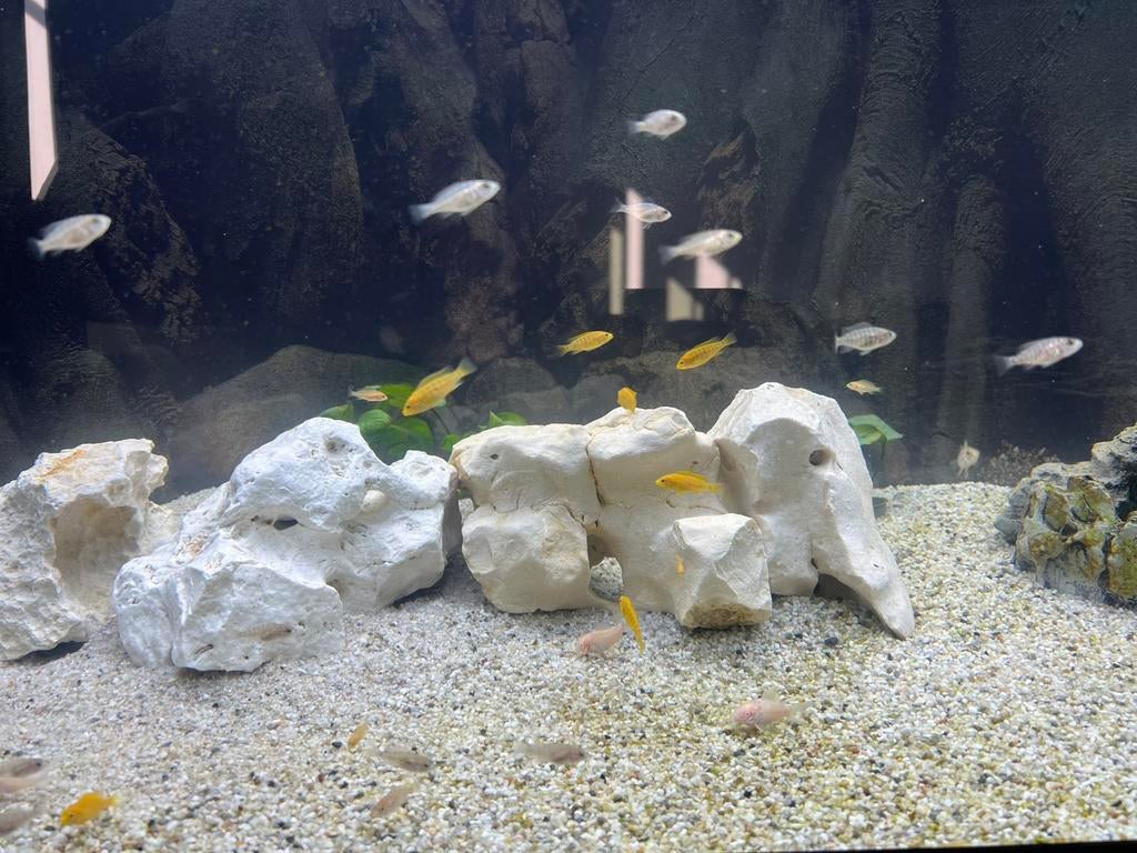 Labidochromis caeruleus