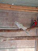 Zilveren pennant pop, Animaux & Accessoires, Bagué