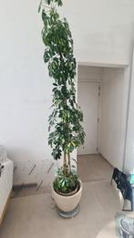 SCHEFFLERA ARBORICOLA

2m30, Maison & Meubles, Plantes d'intérieur, Enlèvement
