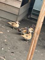 Te koop 2 koppels blonde carolina eenden, Dieren en Toebehoren