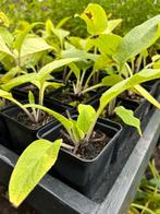 Russische smeerwortel, Tuin en Terras, Ophalen