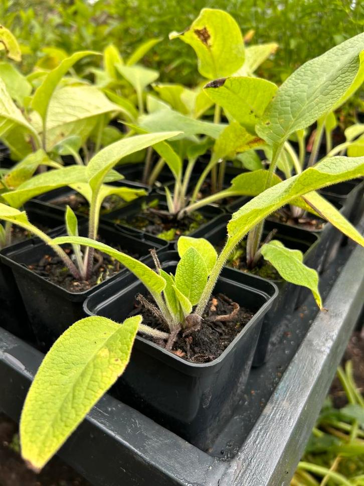 Russische smeerwortel, Tuin en Terras, Planten | Tuinplanten, Ophalen