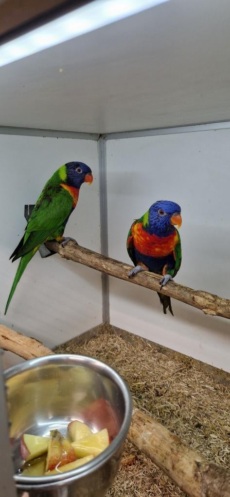 Mooi Koppel loris van de blauwe bergen., Animaux & Accessoires, Oiseaux | Perruches & Perroquets, Plusieurs animaux, Perruche