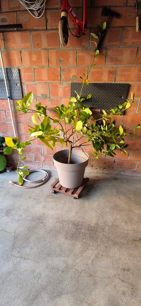 Citronnier, Jardin & Terrasse, Enlèvement, Été, Plantes fruitières, Plein soleil