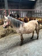 Merrie van 2009 type Welsh, Dieren en Toebehoren, Merrie, Zadelmak, C pony (1.27m tot 1.37m), Gechipt