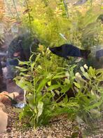 Black molly´s, Dieren en Toebehoren