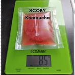 Kombucha SCOBY + Starter (liquide de reprise), Envoi