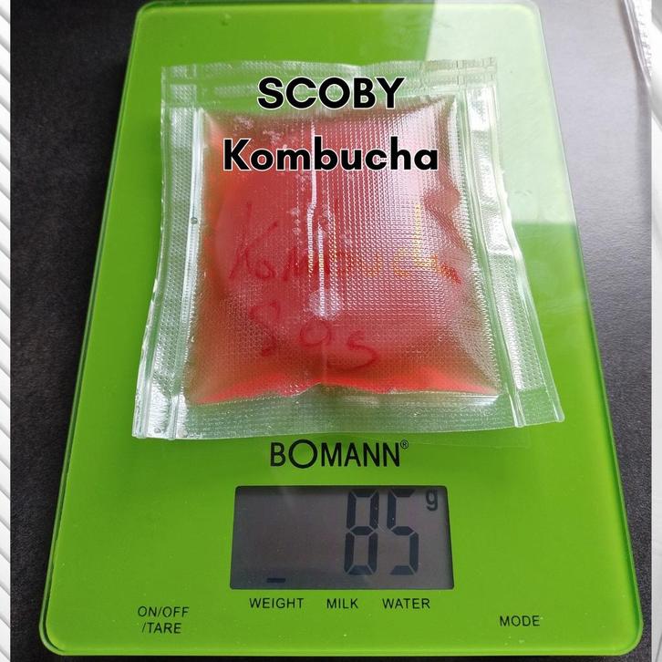 Kombucha SCOBY + Starter (liquide de reprise), Divers, Produits alimentaires, Envoi