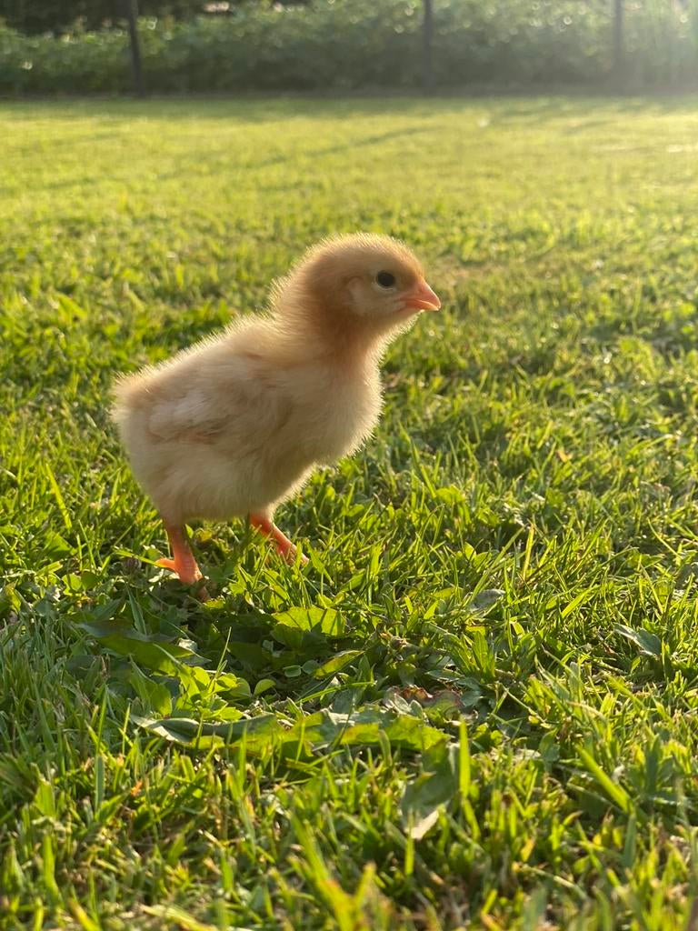 Poulets pondeurs « poules », Animaux & Accessoires, Volatiles, Femelle, Poule ou poulet