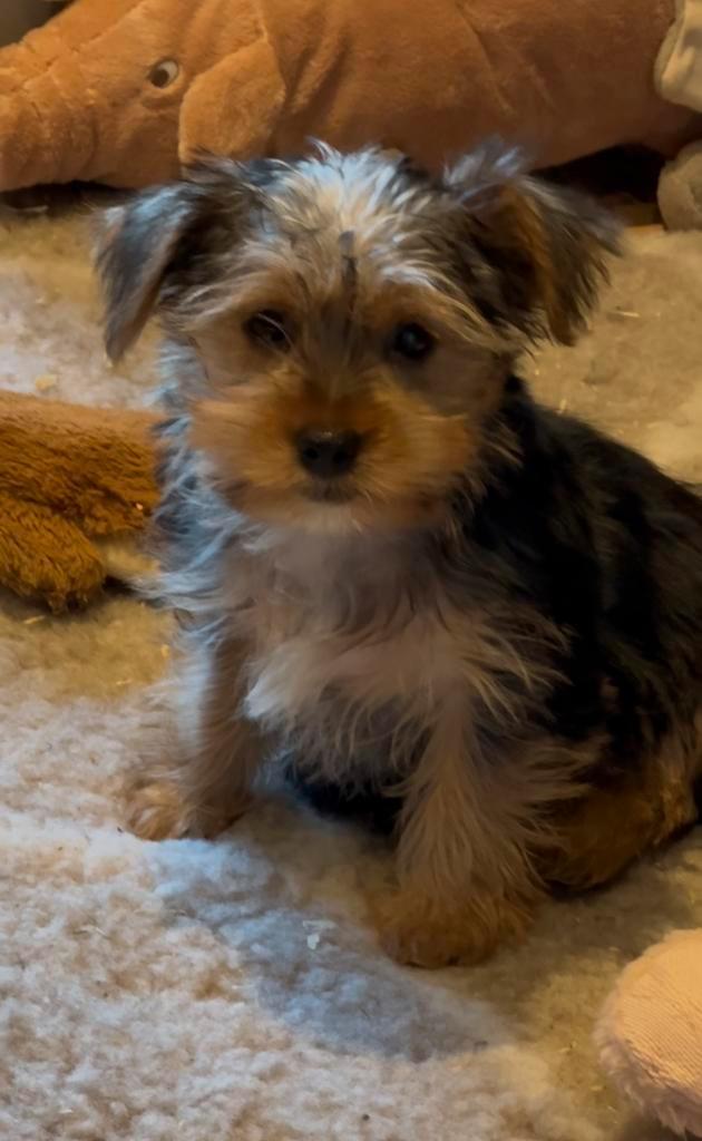 Yorkshire terriër puppy reutje, Animaux & Accessoires, Chiens | Jack Russell & Terriers, Chien (mâle), Yorkshire Terrier, Éleveur | Professionnel