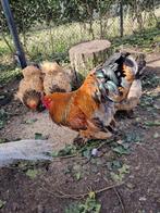 Broedeieren brahma buff, Dieren en Toebehoren