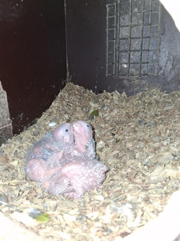 Pyrrhuras, Dieren en Toebehoren, Vogels | Kanaries