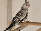 Valkparkieten, Dieren en Toebehoren, Vogels | Parkieten en Papegaaien, Geslacht onbekend, Parkiet