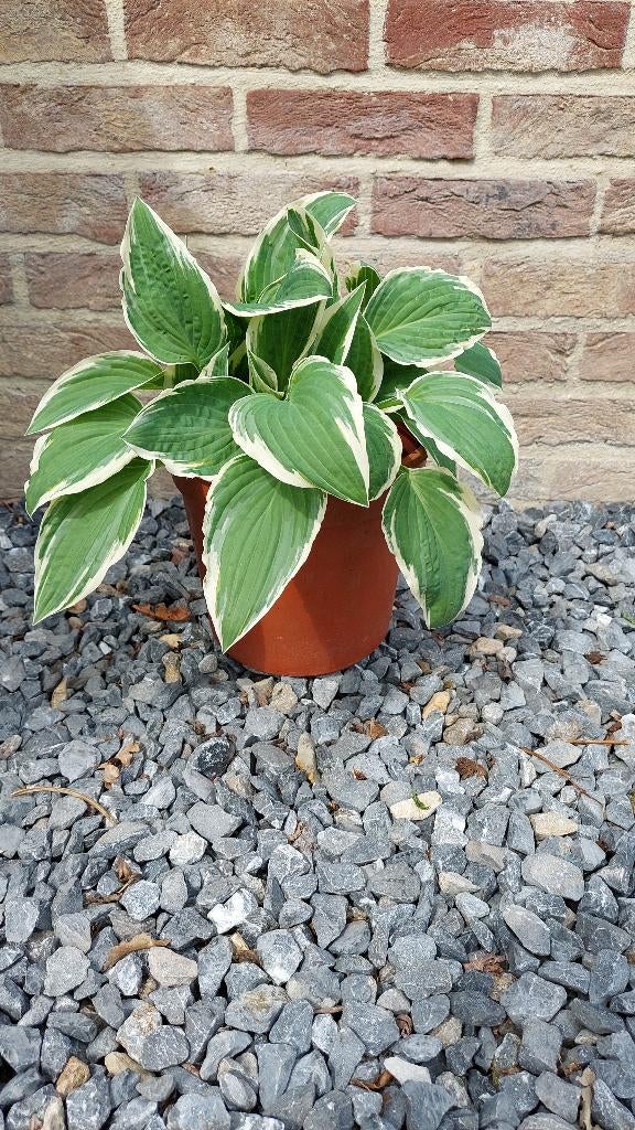 hosta Undulata, Tuin en Terras, Planten | Tuinplanten, Vaste plant, Overige soorten, Volle zon, Zomer, Ophalen