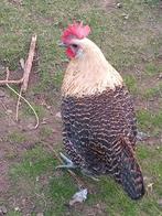 Kippen, Dieren en Toebehoren