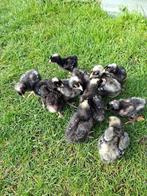 Poules coucous de Malines, Femelle, Poule ou poulet